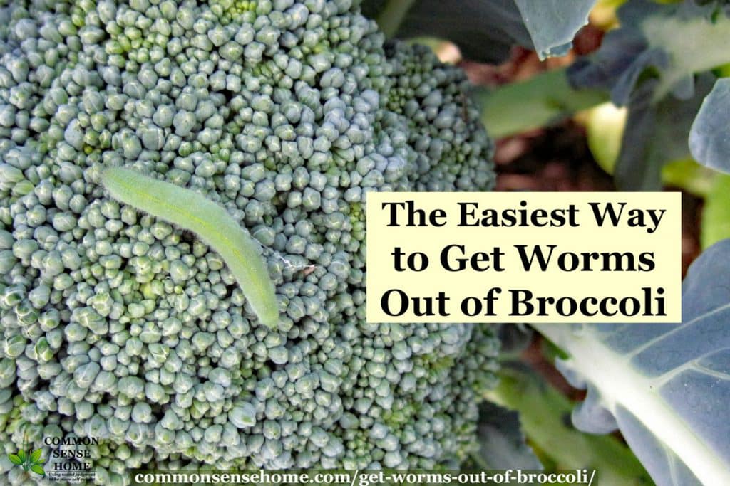 How to get rid of broccoli worms