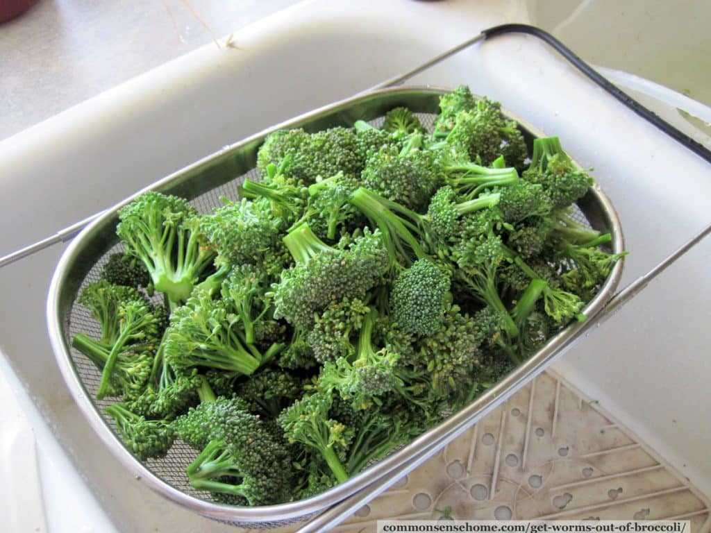 straining broccoli to remove broccoli worms