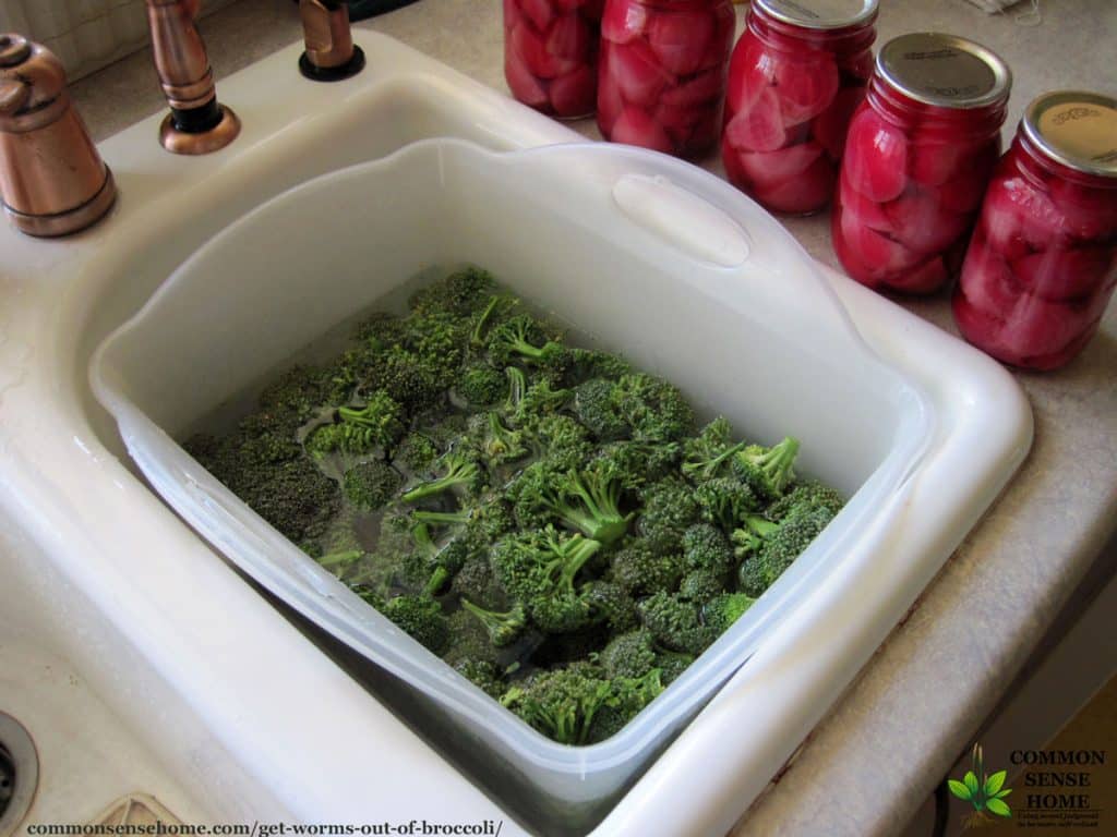 soaking broccoli to remove worms