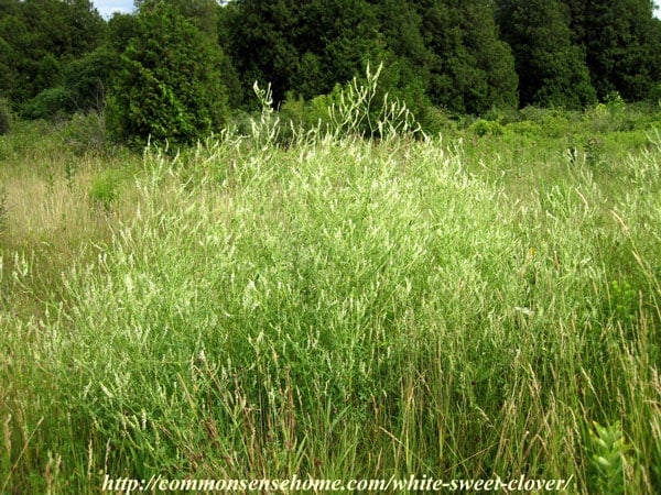 White Sweet Clover - Melilotus alba - Weekly Weeder #49 - Range and Identification; use as wildlife habitat; medicinal, food and other uses.