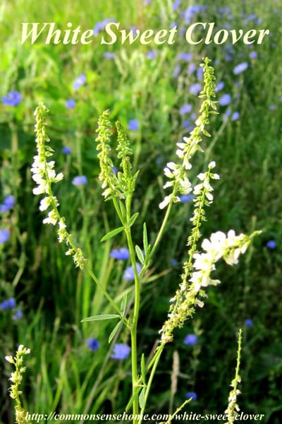 White Sweet Clover - Melilotus alba - Weekly Weeder #49 - Range and Identification; use as wildlife habitat; medicinal, food and other uses.