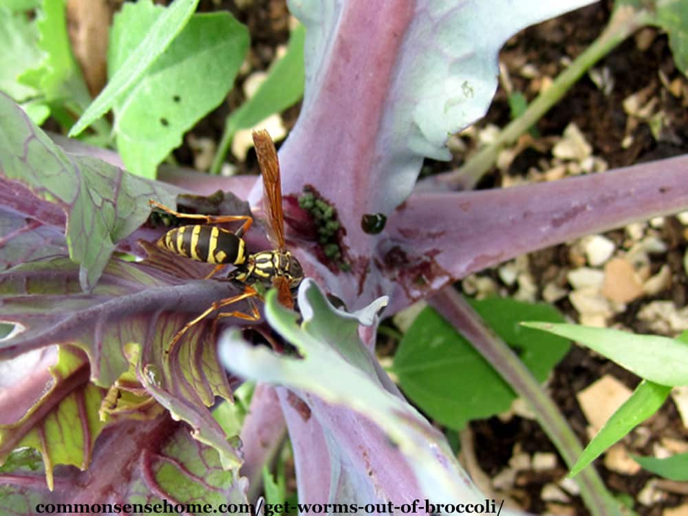 wasp eating broccoli worms