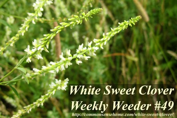 White Sweet Clover - Melilotus alba - Weekly Weeder #49 - Range and Identification; use as wildlife habitat; medicinal, food and other uses.