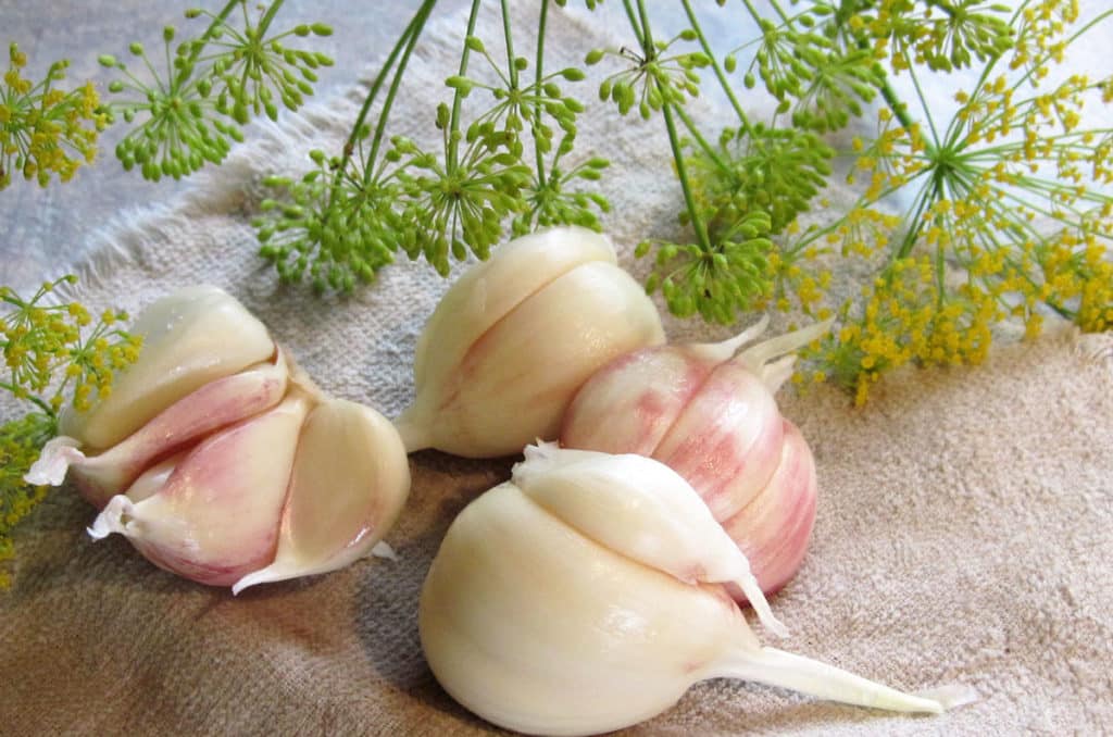 garlic and dill
