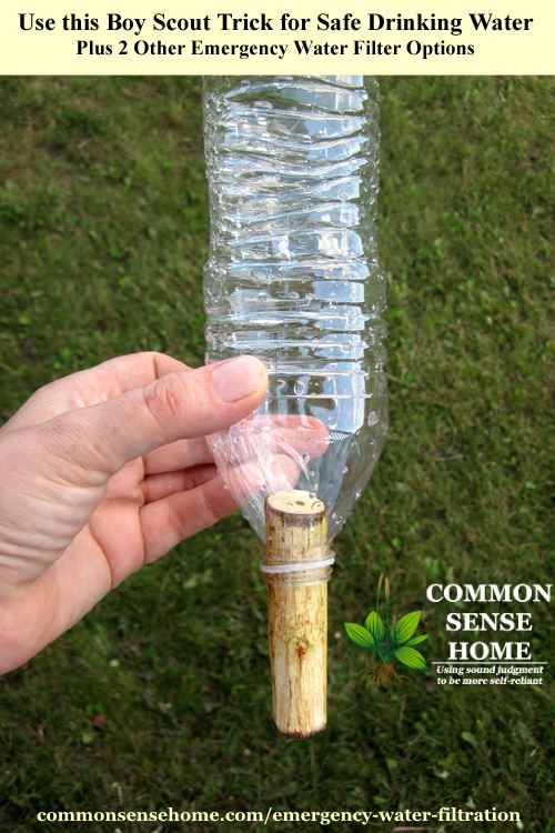 Tree branch water filter