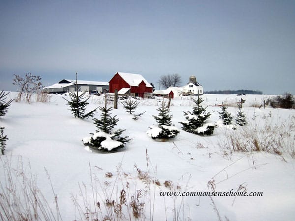 Plant windbreak trees to shelter and protect your home.