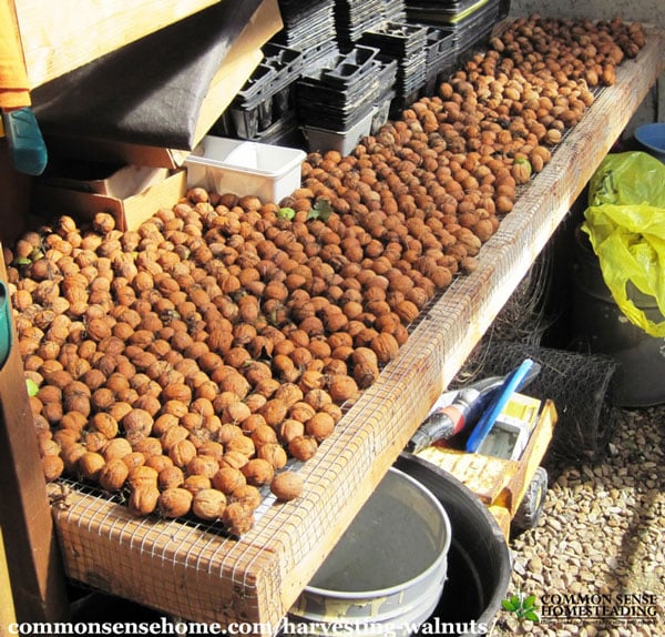 Harvesting walnuts - How to pick English walnuts, plus tips for preventing bitter walnuts, drying walnuts, walnut storage and walnut use.
