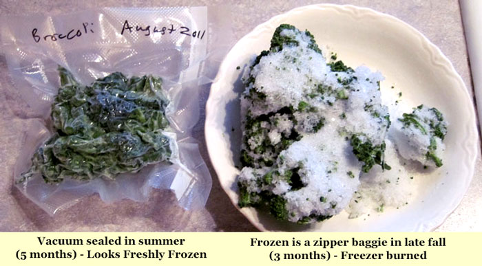 Comparison of frozen broccoli. Left side was vacuum sealed, right side was not and got freezer burned