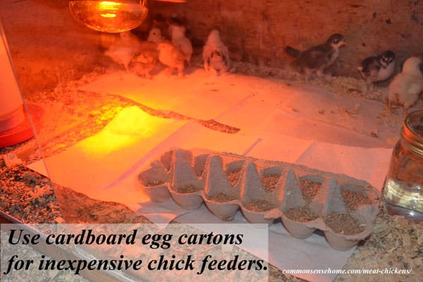 Getting Started with Meat Chickens - What you need to know about Housing, Equipment, Feed, Water, Bedding & safe handling of baby chicks for your homestead.