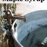 How to Make Maple Syrup, from tapping the trees and gathering the sap to bottling your syrup, tips for cooking with maple syrup & a maple syrup substitute.