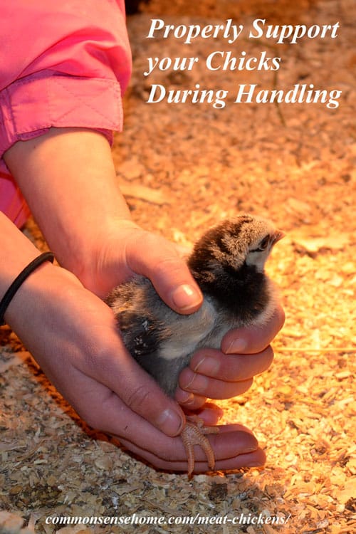 Getting Started with Meat Chickens - What you need to know about Housing, Equipment, Feed, Water, Bedding & safe handling of baby chicks for your homestead.