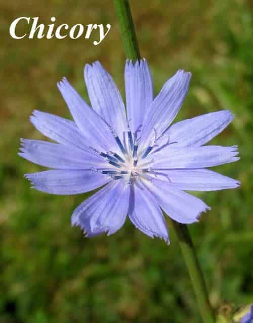 Chicory as coffee alternative