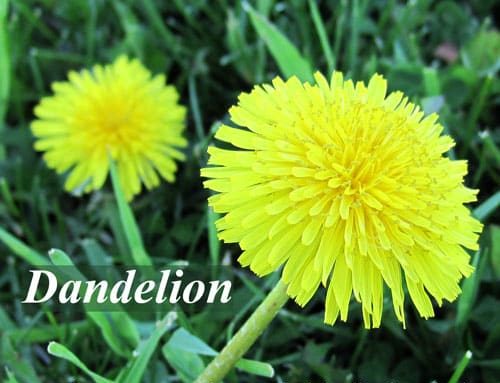 Dandelion as coffee alternative