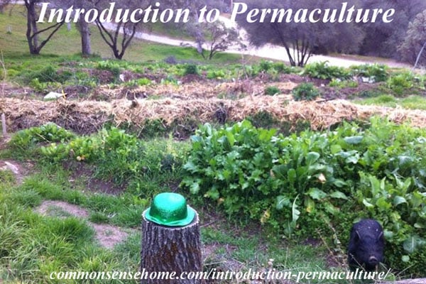 Introduction to Permaculture - Permaculture (permanent agriculture) is an ethical, sustainable food system. Learn how one family is transforming their own land and helping to teach others.