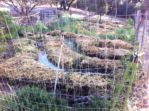 Permaculture garden featuring swales to trap rainwater