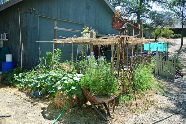 Creating a permaculture microclimate with a pergola and vining plants to provide shade for understory plants.