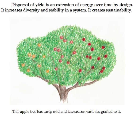 The Permaculture Student - dispersal of yield to create sustainability.