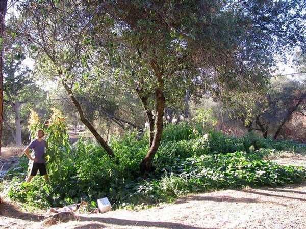 I cut this swale in late June ’14 and this was taken late Sept ’14. Even with a shortened growing season, it exploded. No fences; no fuss.