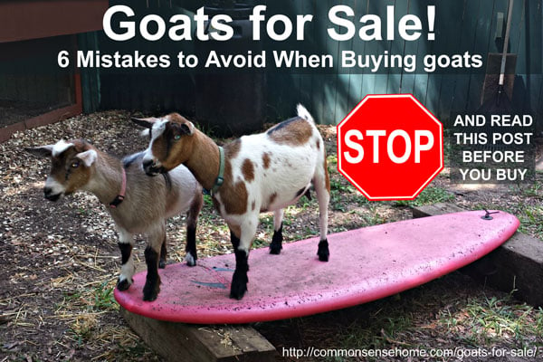 Goats for Sale - 6 Mistakes to Avoid When Buying Goats