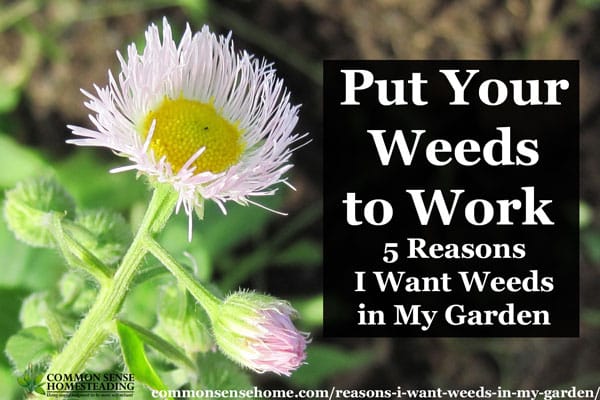 small light purple wildflower and text "Put your weeds to work - 5 reasons I want weeds in my garden"