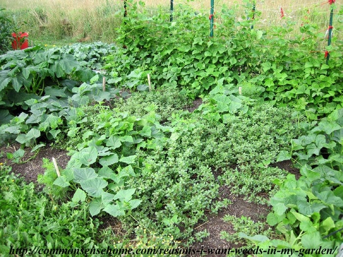 purslane acting as groundcover in a cucumber patch