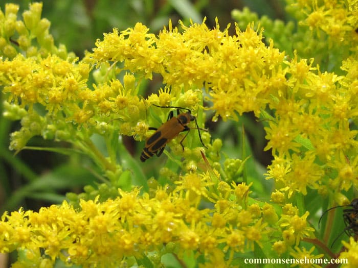 soldier beetle (beneficial insect) feeding on goldenrod pollen