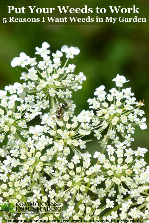 Text - "5 Reasons I Want Weeds in My Garden". image of Queen Anne's lace