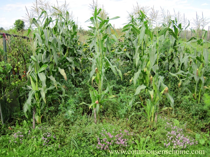 Sweet corn patch with low growing weeds used as ground cover