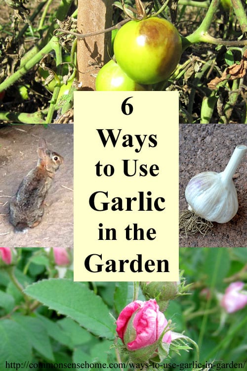 6 Ways to Use Garlic in the Garden and Yard - From Pest and Disease Control to Companion Plantings, garlic is a "must have" for any organic garden.