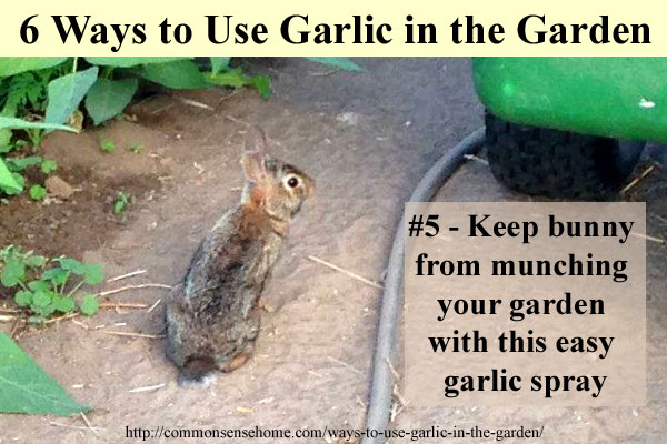 6 Ways to Use Garlic in the Garden and Yard - From Pest and Disease Control to Companion Plantings, garlic is a "must have" for any organic garden.