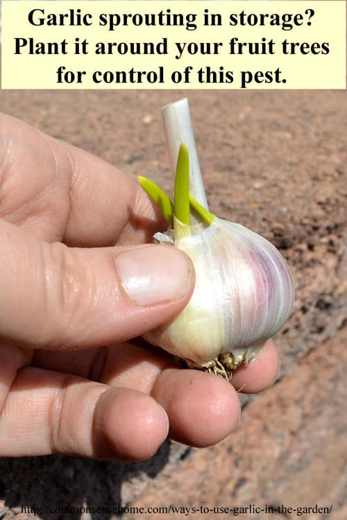 6 Ways to Use Garlic in the Garden and Yard - From Pest and Disease Control to Companion Plantings, garlic is a "must have" for any organic garden.