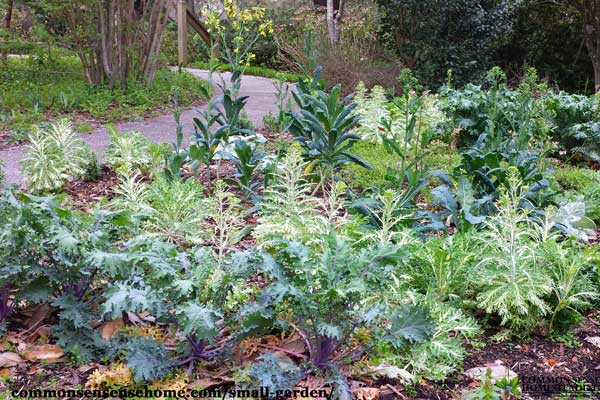 Edible front yard garden next to driveway featuring kale and other flowering plants
