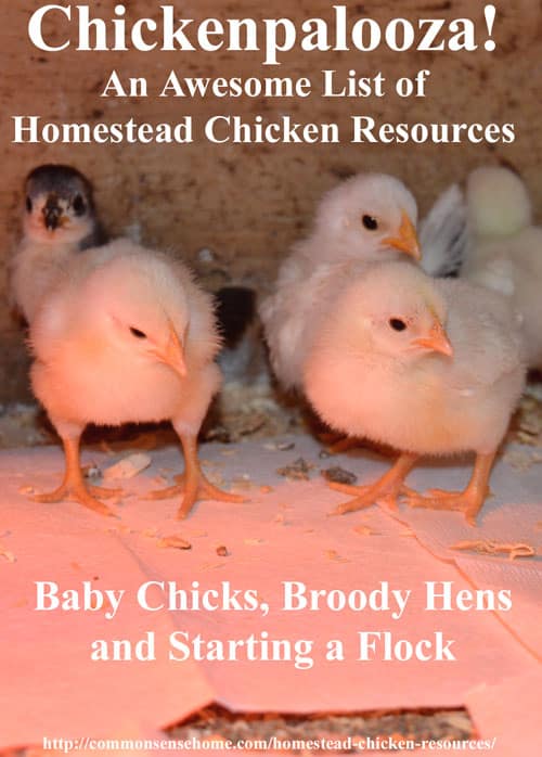 Chickenpalooza! An Awesome List of Homestead Chicken Resources - Recommended books, equipment and links to over 60 homestead chicken posts on the web covering everything from chicks to chicken diapers.