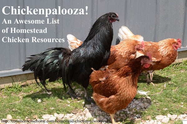 Homestead Chicken Resources – Everything You Need for Your Backyard Flock