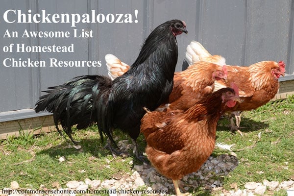 Chickenpalooza! An Awesome List of Homestead Chicken Resources - Recommended books, equipment and links to over 60 homestead chicken posts on the web covering everything from chicks to chicken diapers.