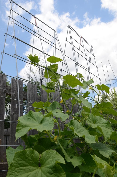 Cucumbers on Vine Spine trellis