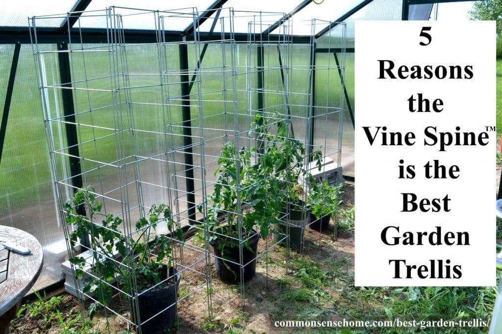 Vine Spine trellises with tomatoes