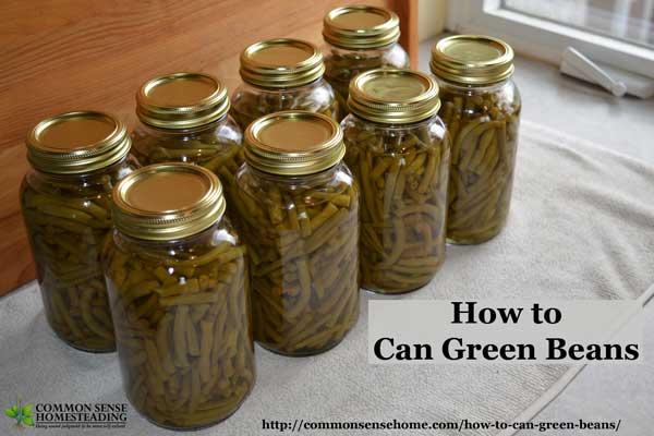 How to can green beans in a pressure canner. Picking, cleaning, processing, headspace, processing times, and altitude adjustments for safe canning.