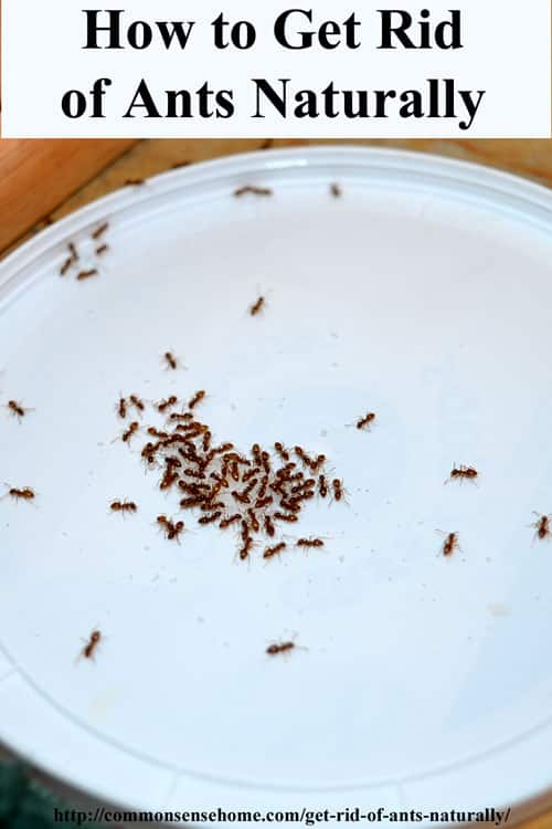 How to Get Rid of Ants Naturally - 3 Ways to Control Ants Without Poisons, Inside and Outside - PLUS - reasons why your home may be getting invaded by bugs.