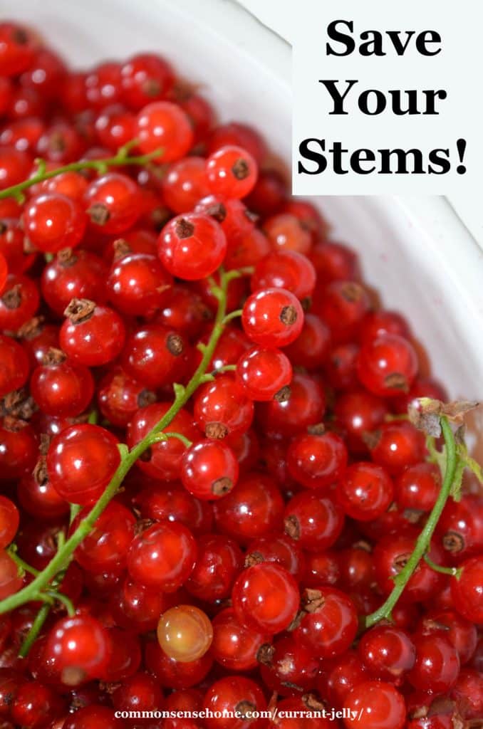 red currants for currant jelly