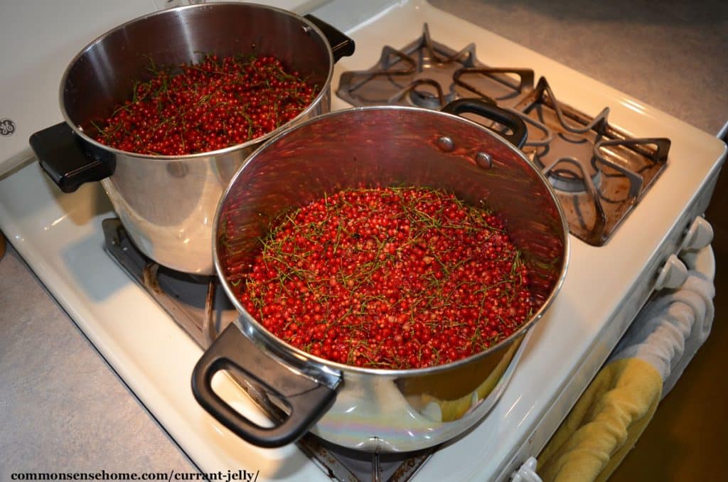 currants in pots on stove top for currant jelly