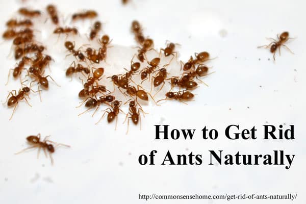 best ant poisons