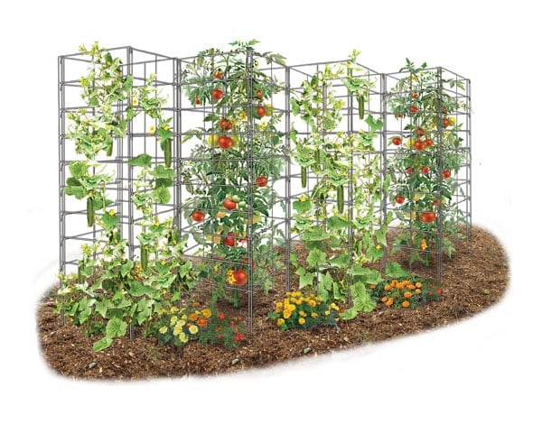 Vine Spine trellis illustration