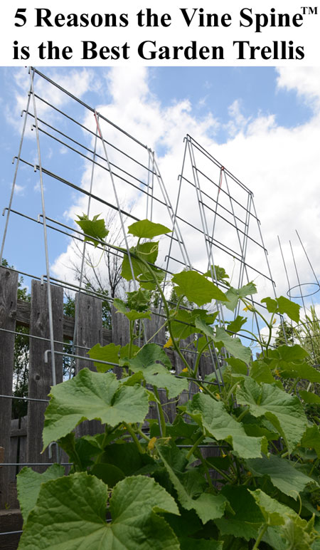 Cucumber plant on trellis