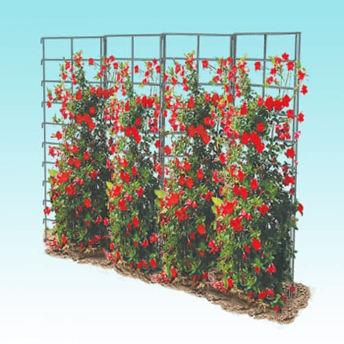 Vine Spine trellis illustration