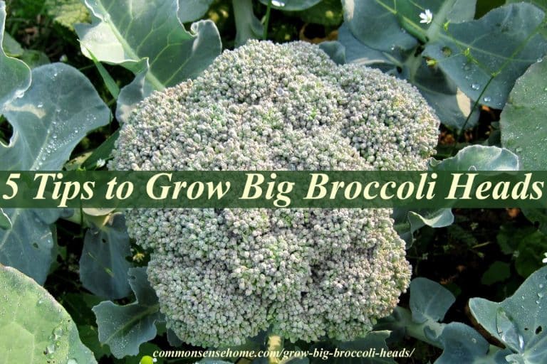 5 Tips to Grow Big Broccoli Heads