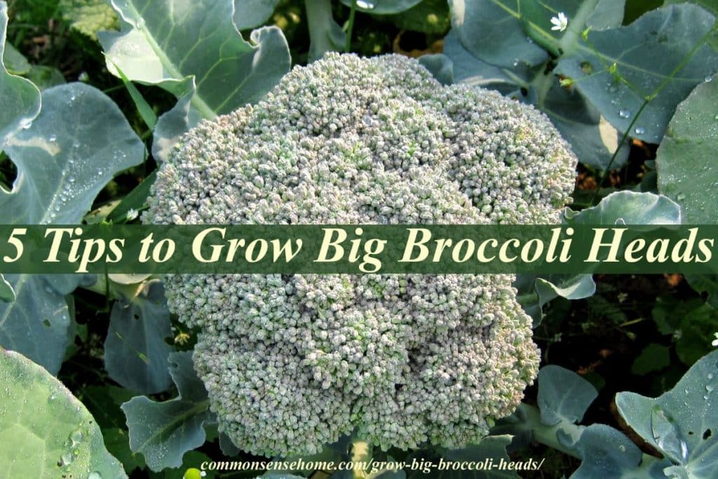 stages of growing broccoli