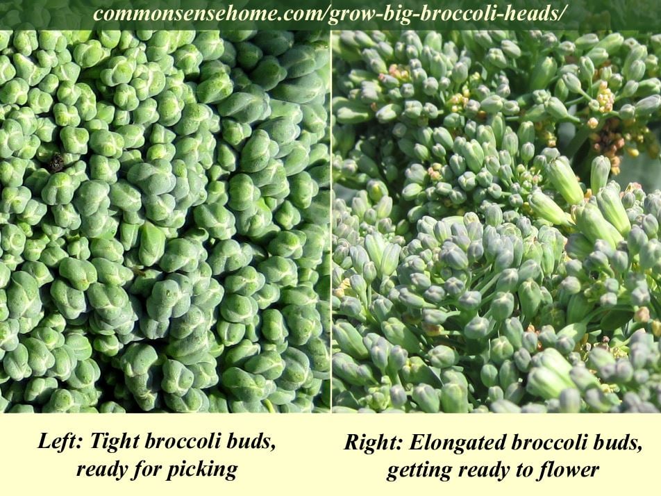 Broccoli bud comparison