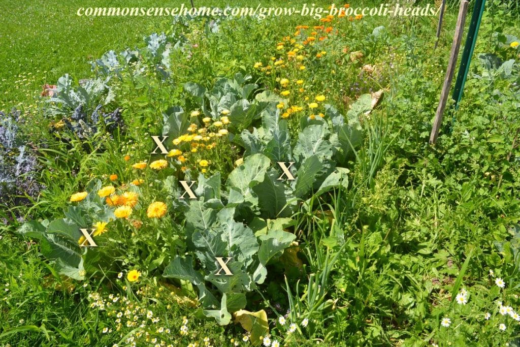 Weedy broccoli bed