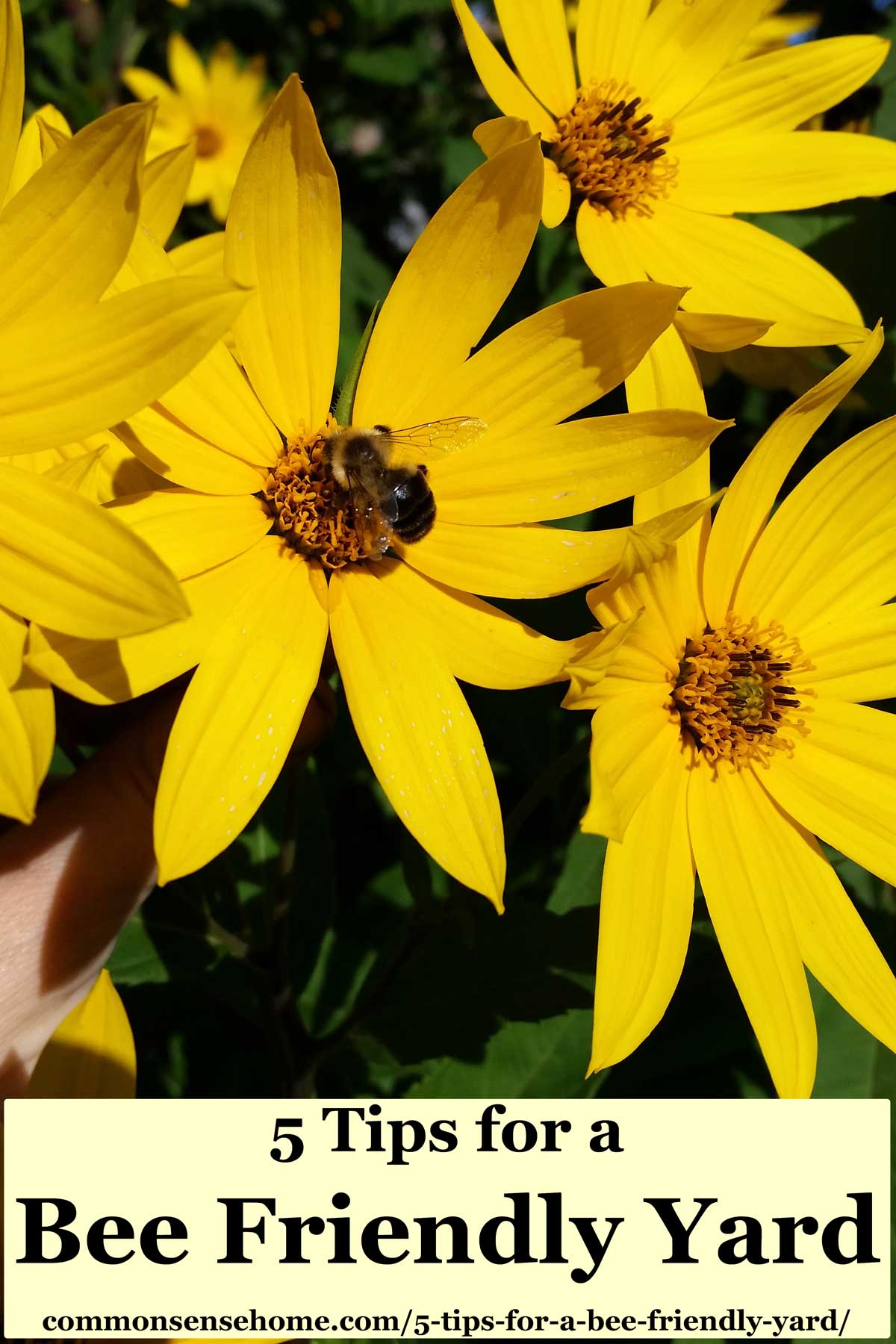 flowers for bees - bumble bee on sunchoke blossoms